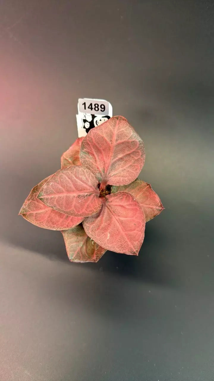euphorbia francoisii hybrid # 1489