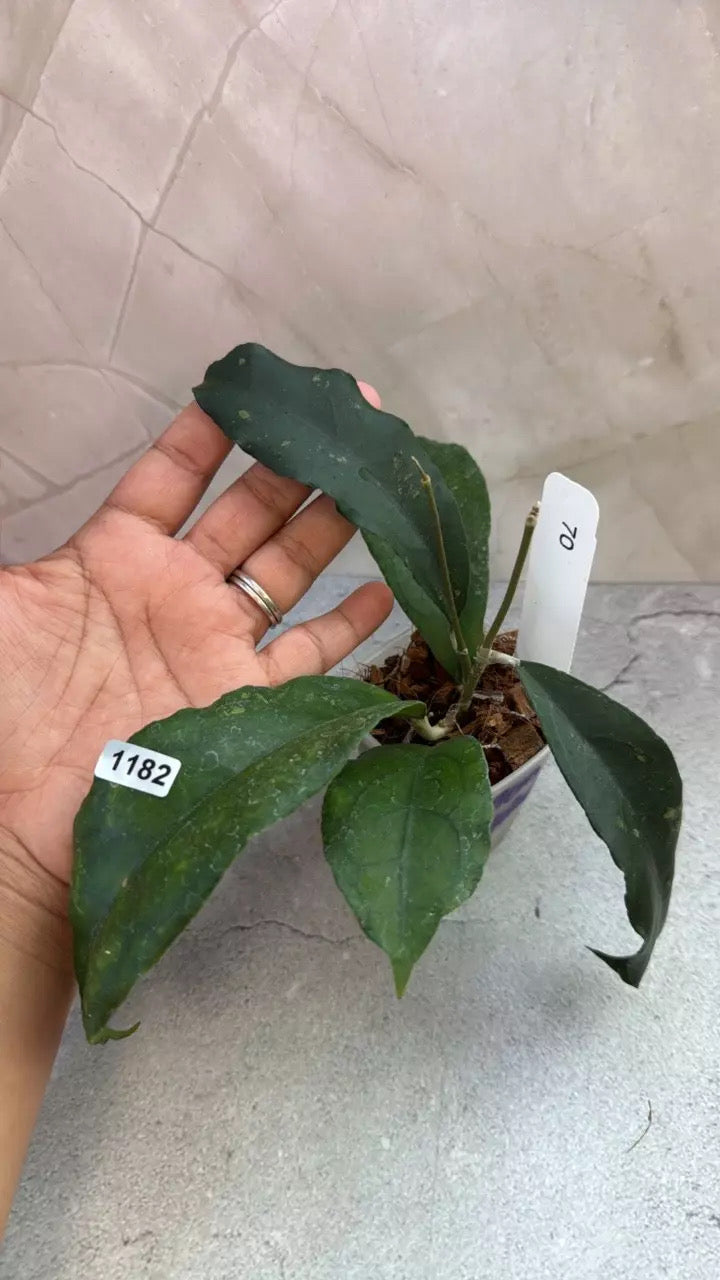 Hoya clemensiorum ‘Jabar’ (1182)