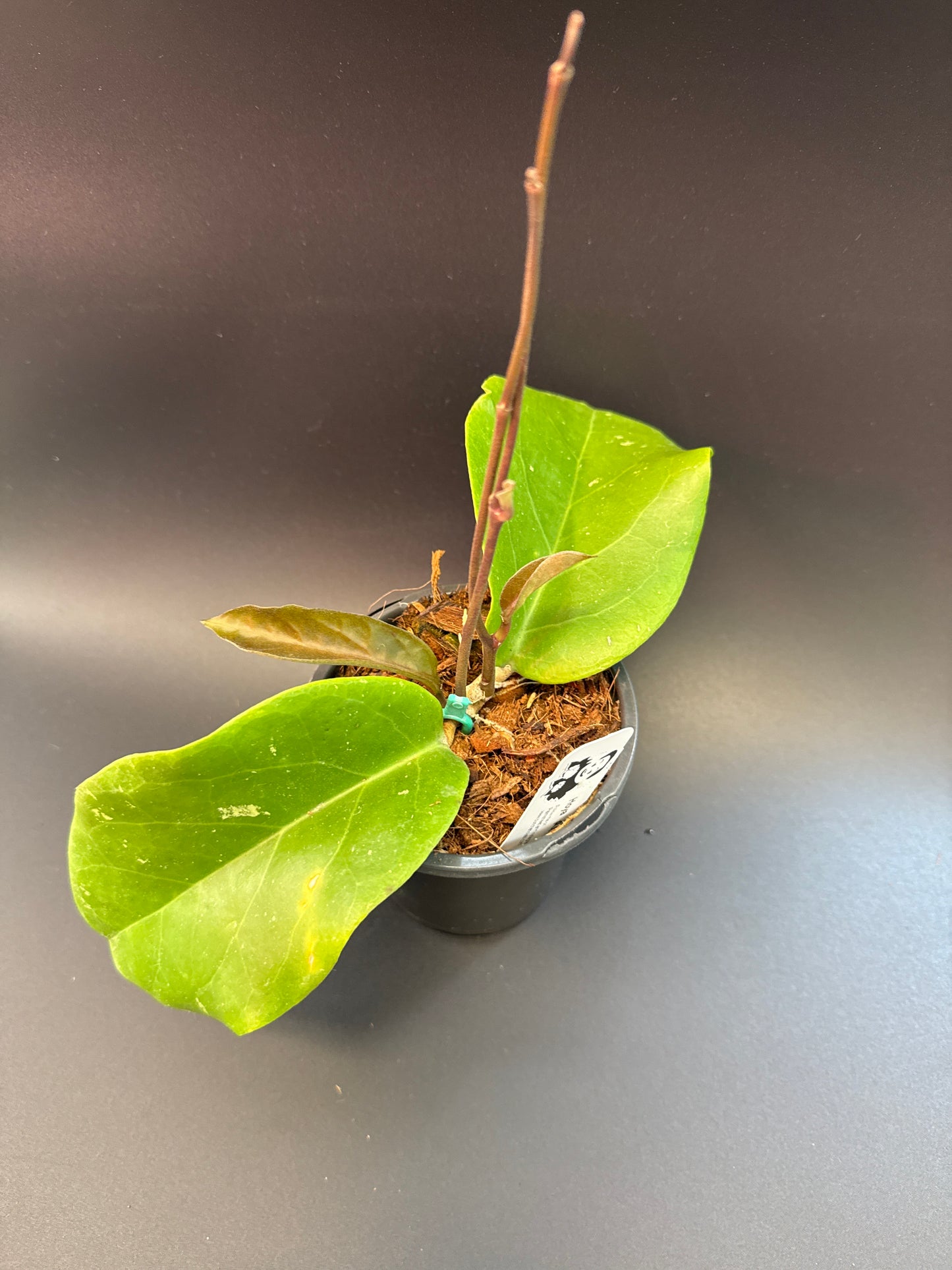 Hoya RHM 927