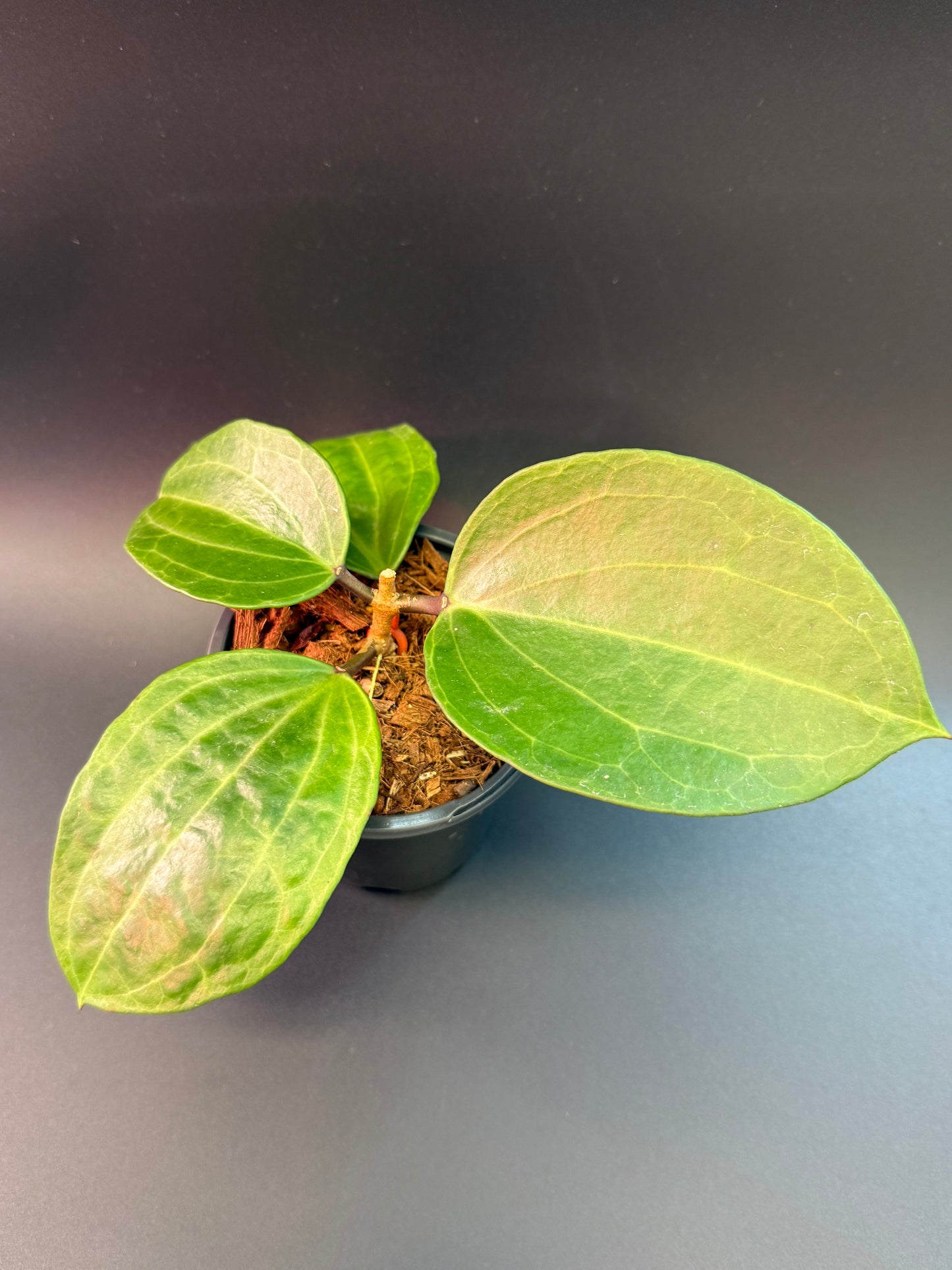 Hoya latifolia 'Watermelon'