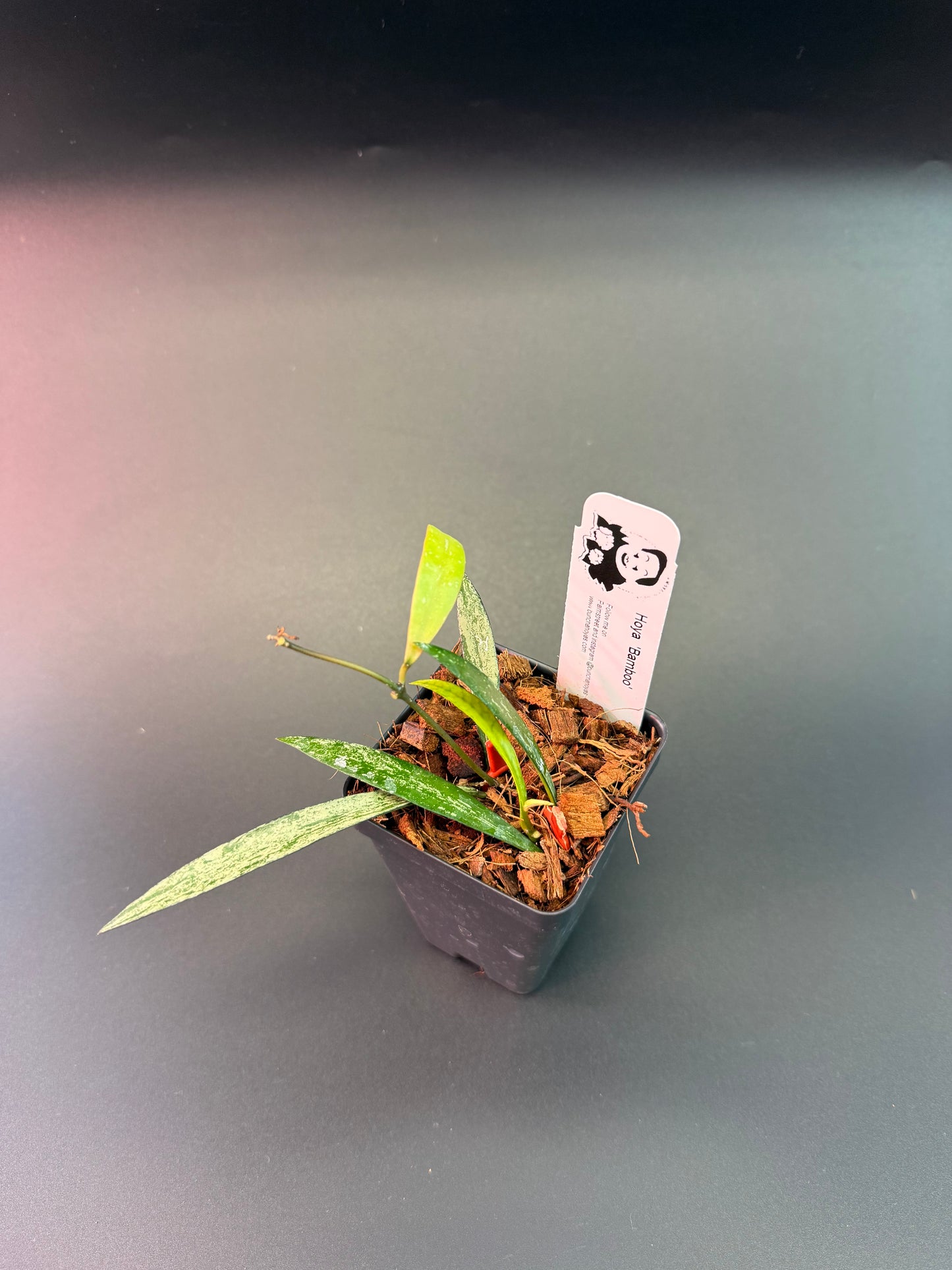 Hoya Bamboo (splash)