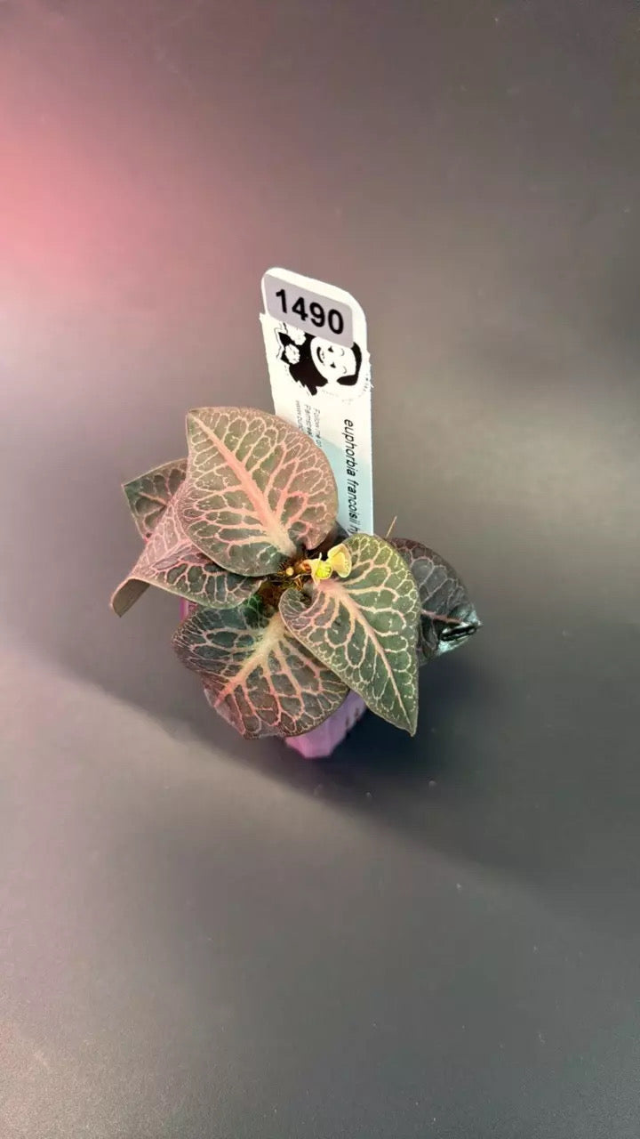 euphorbia francoisii hybrid #1490
