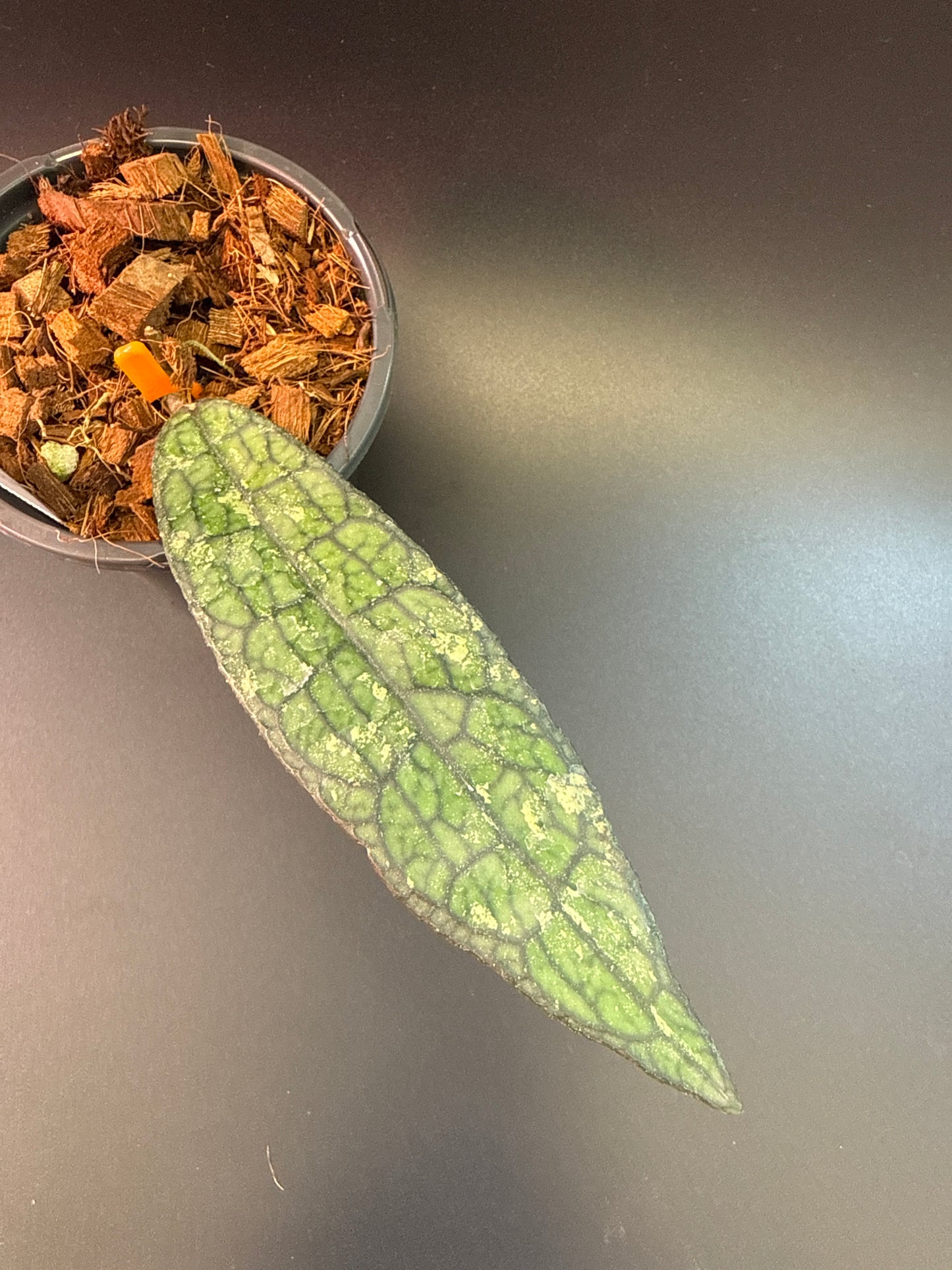 Hoya clemensiorum ‘Phyton’