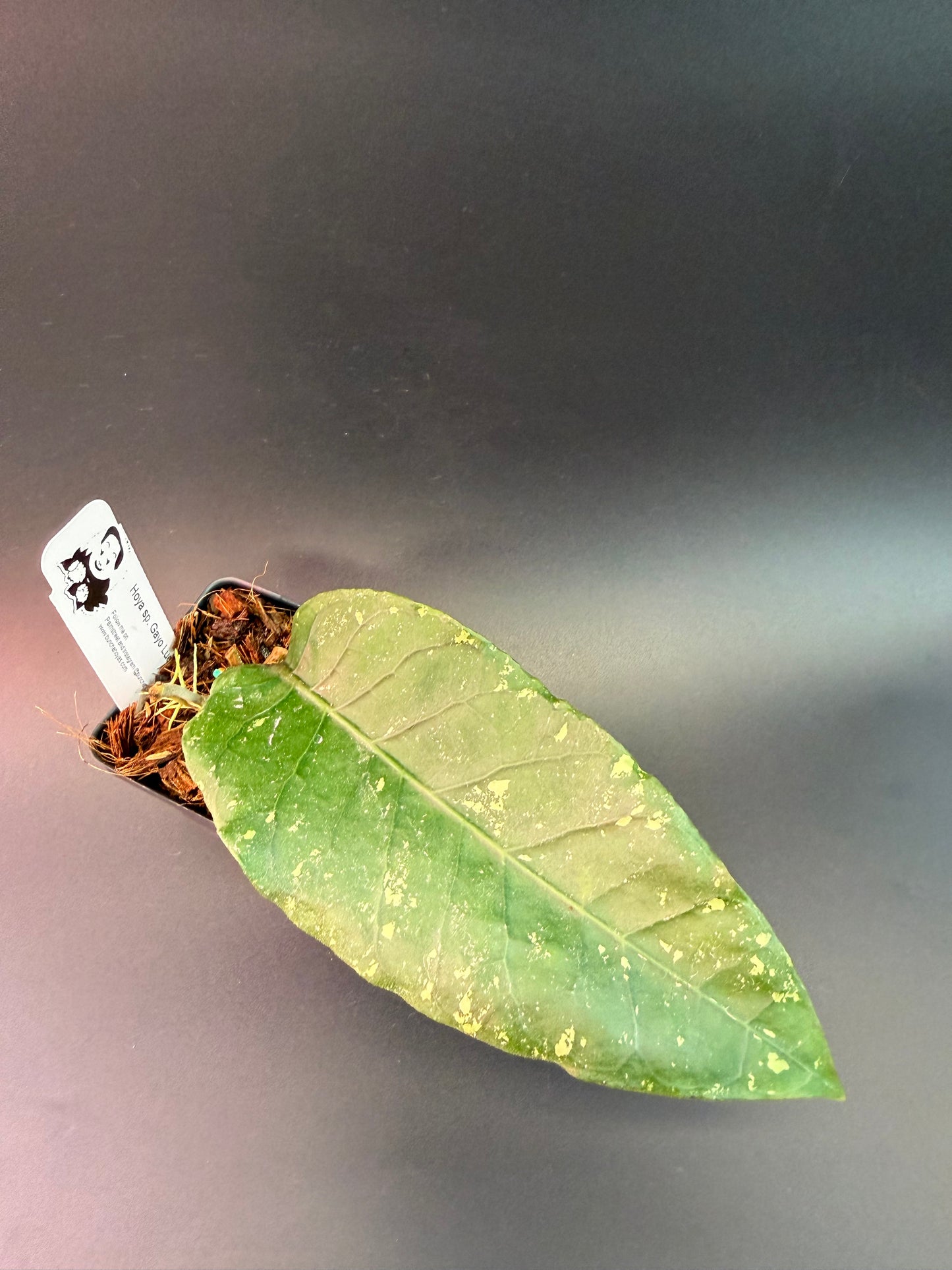 Hoya sp. Gayo Lues NAPC053