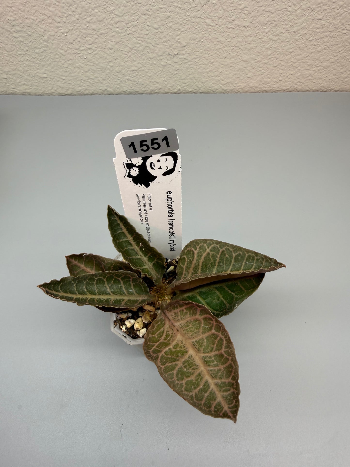 euphorbia francoisii hybrid #1551
