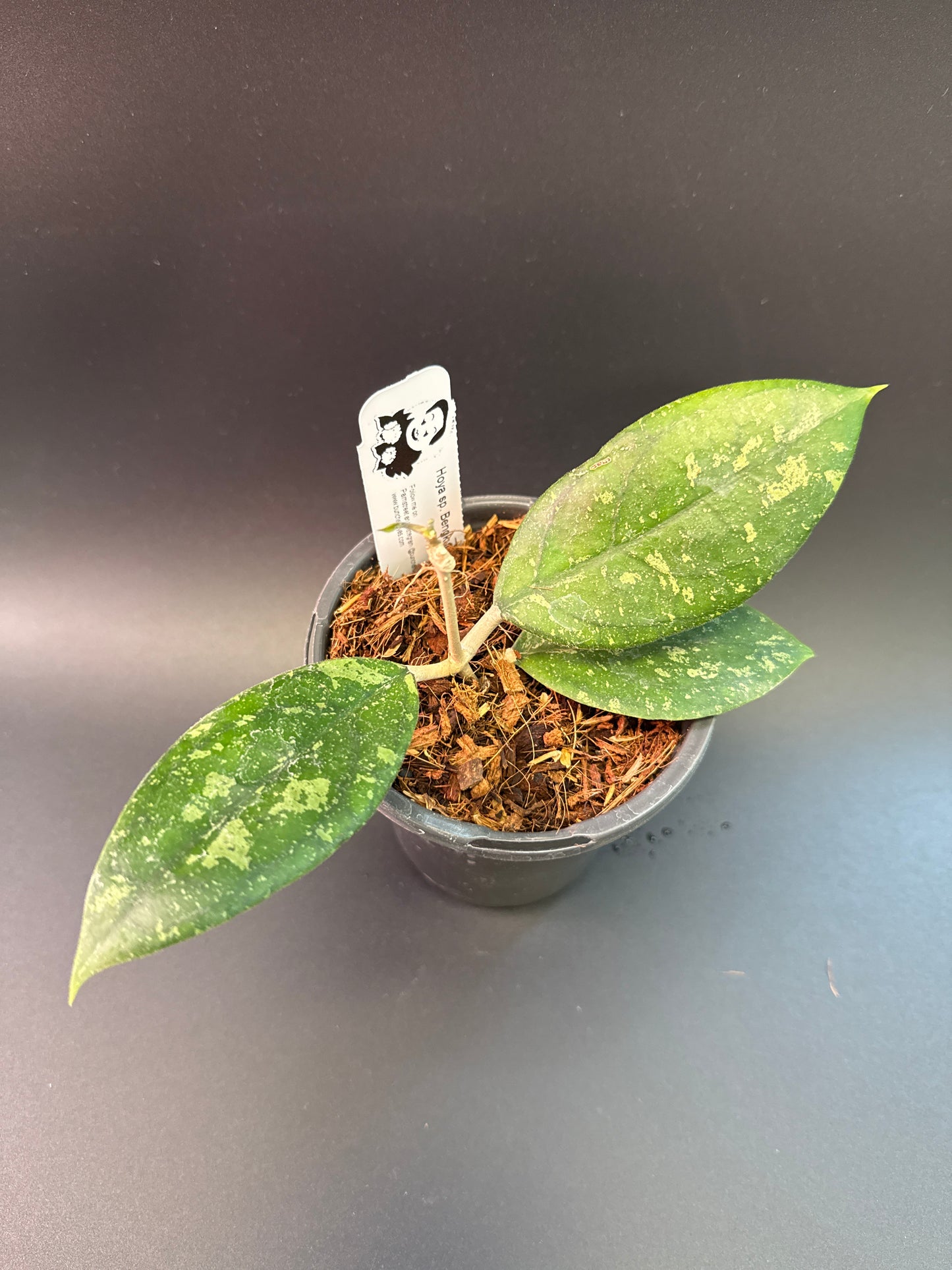 Hoya sp. Bengkulu (splash)