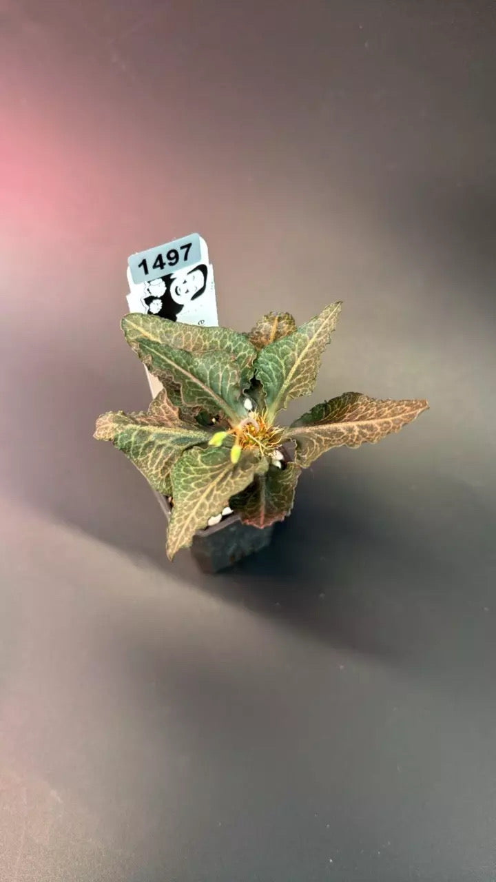 euphorbia francoisii hybrid #1497