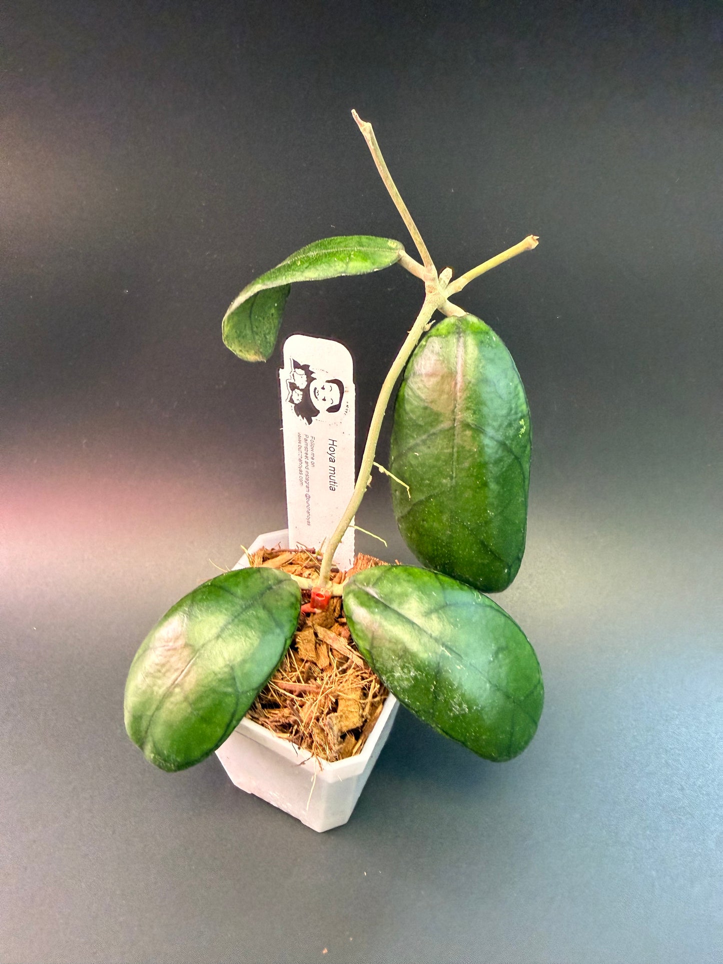Hoya sp. Mutia