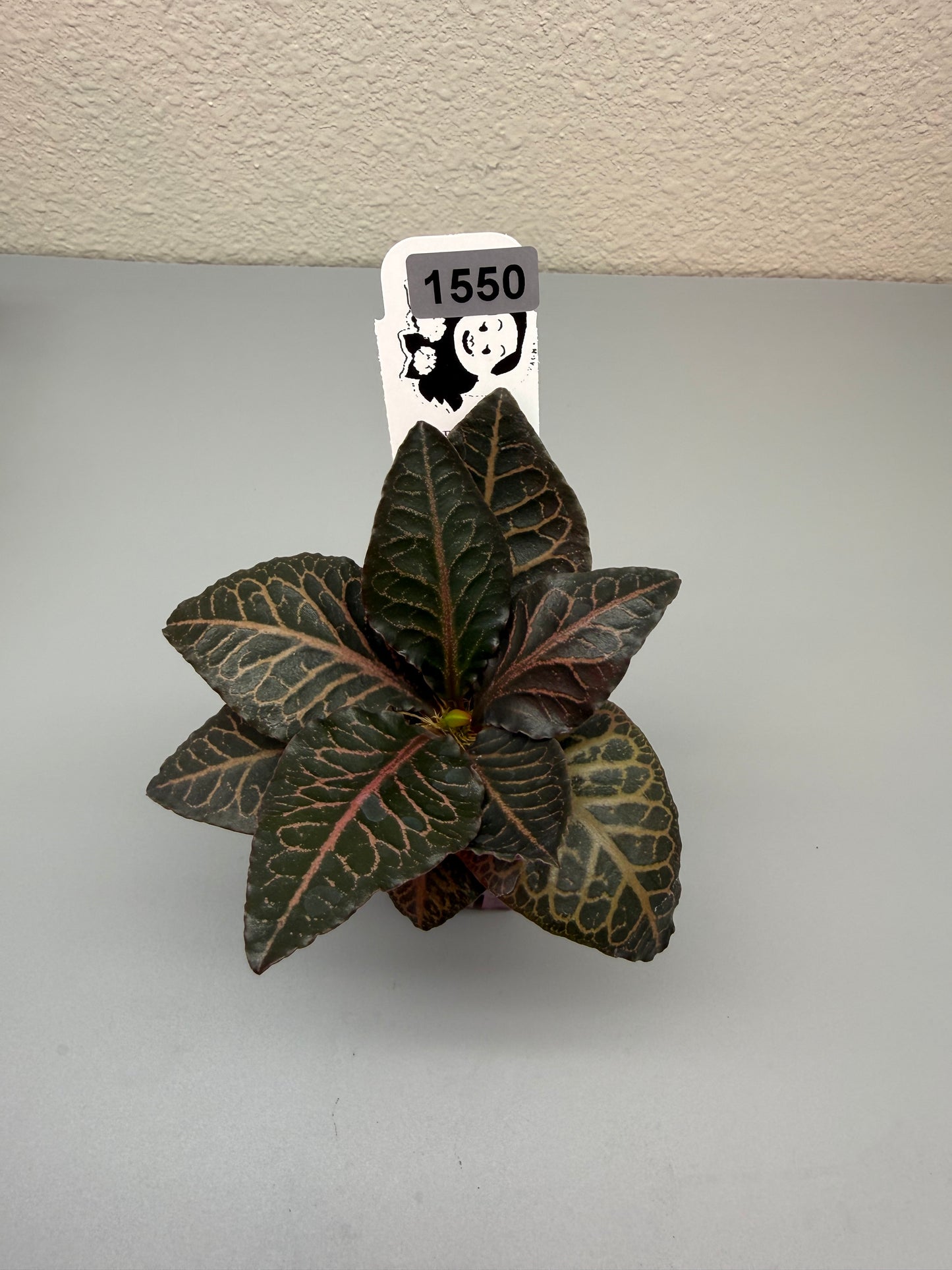 euphorbia francoisii hybrid #1550