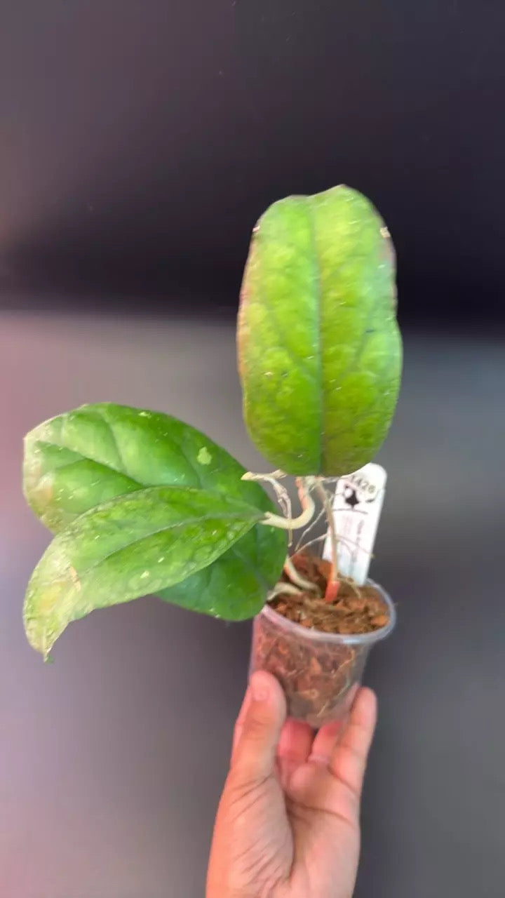 Hoya AH 1025 (clone 2)