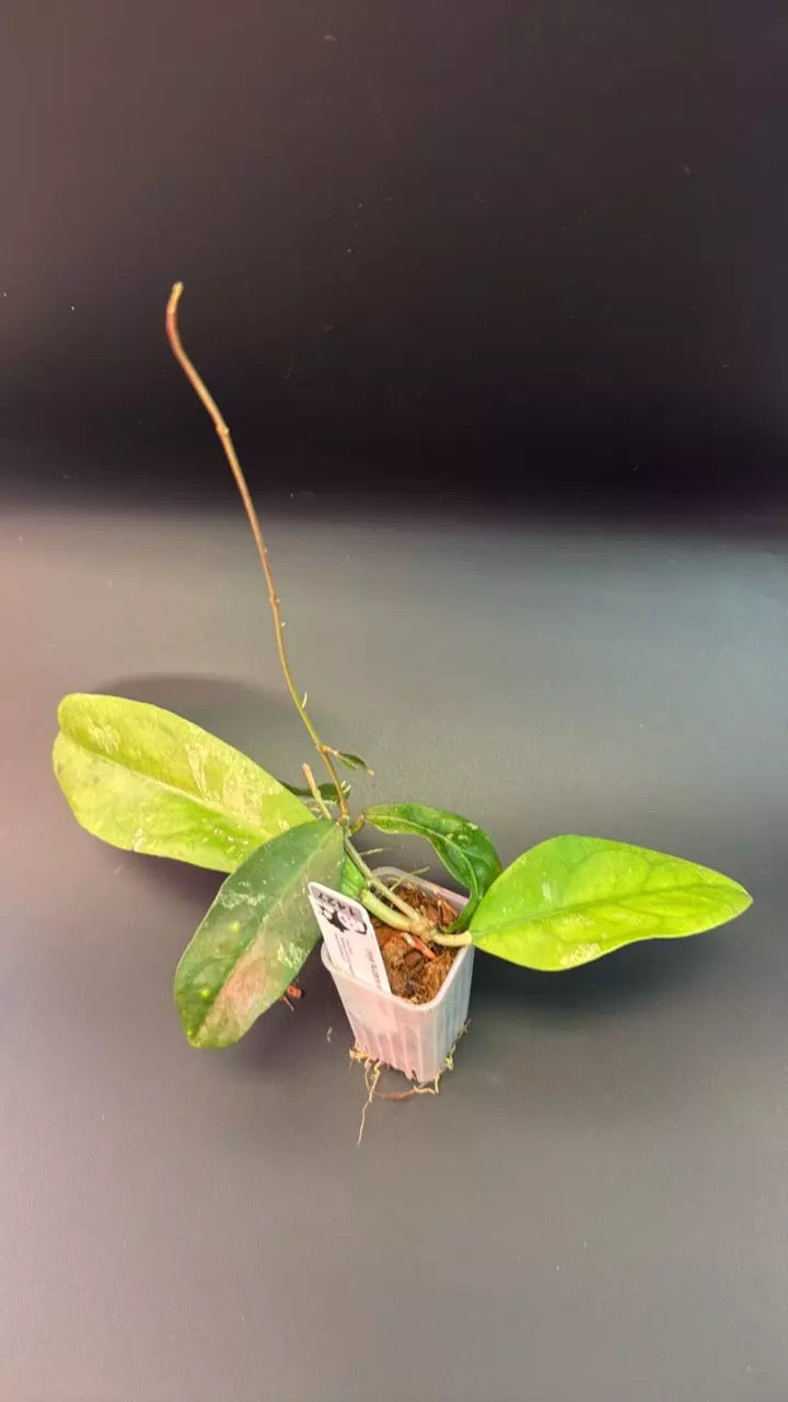 Hoya sp. fauziana ssp. Angulata