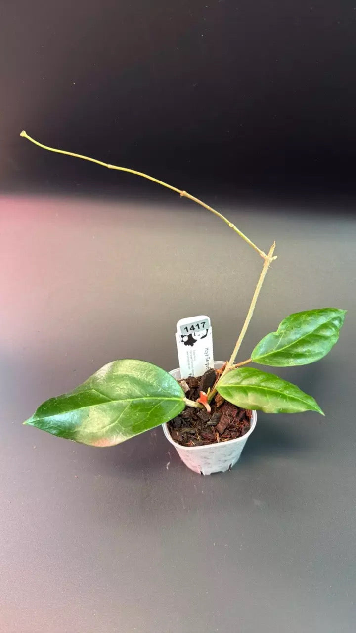 Hoya 'Benguelip 03'