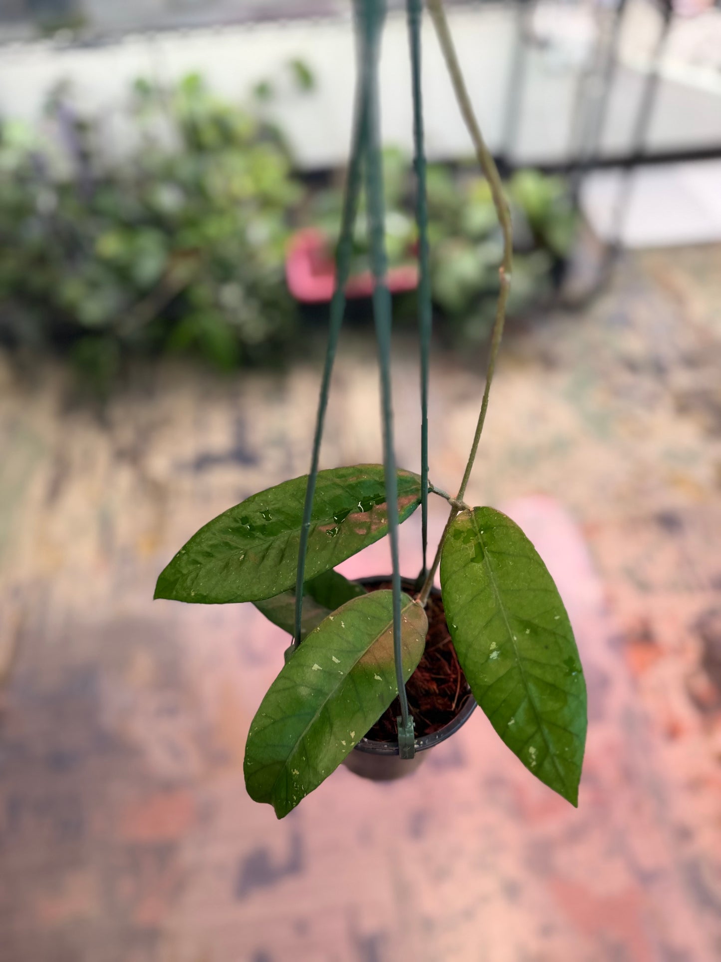 Hoya sp. Gunung Leuser NAD006 (1219)