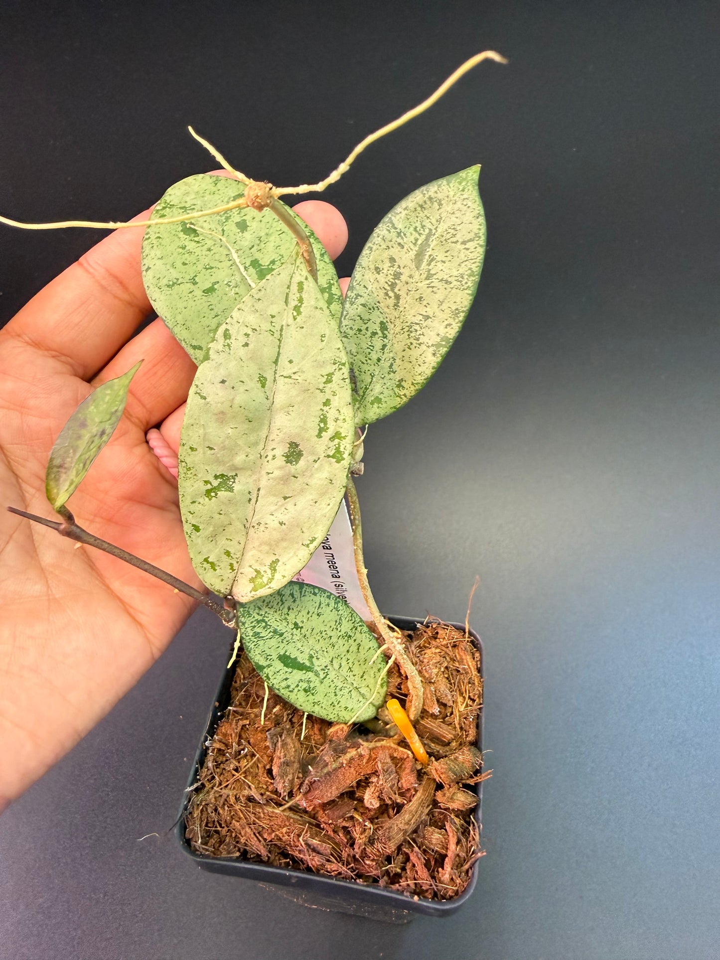 Hoya meena (silver)