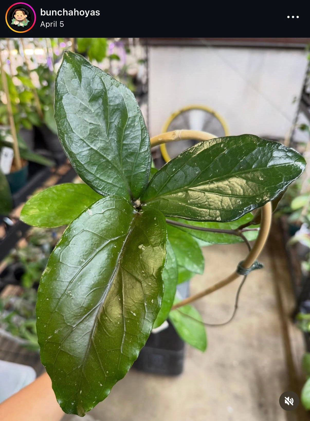 Hoya LP010 (erythrina x estrellaensis)