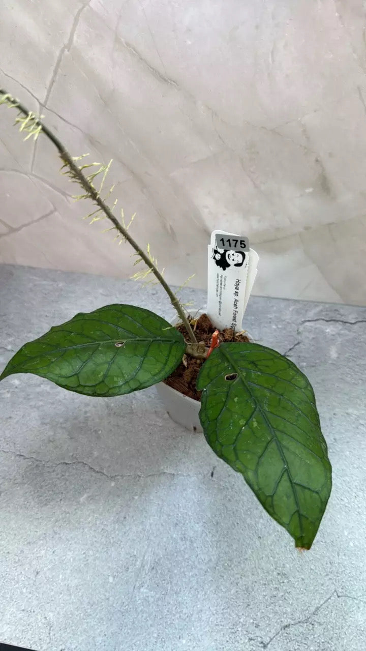 Hoya sp. Aceh ‘Forest Signature’ (1175)