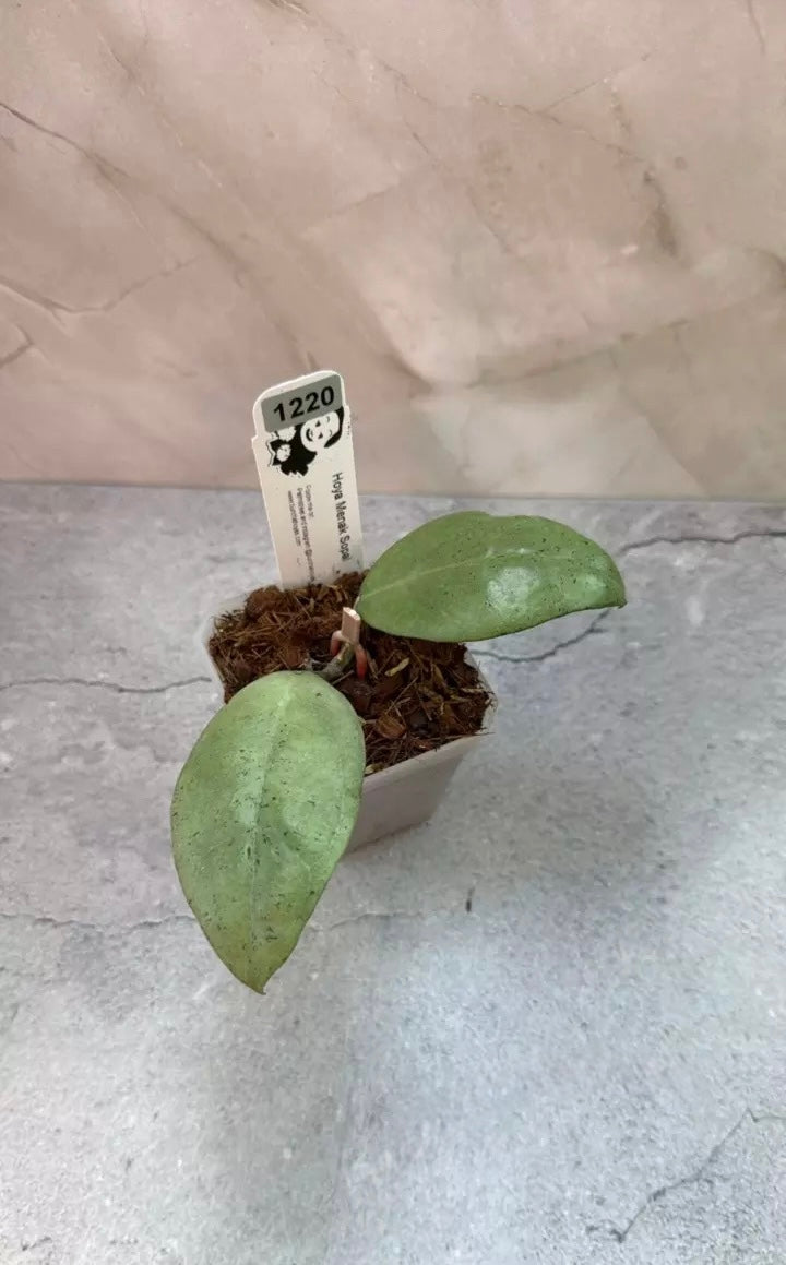 Hoya sp. Menak Sopal (1220)