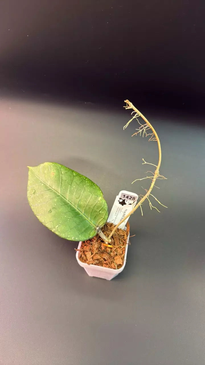 Hoya sp. Aceh ‘Rikit Musara’