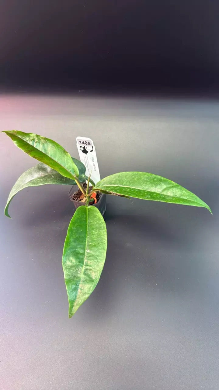 Hoya albiflora