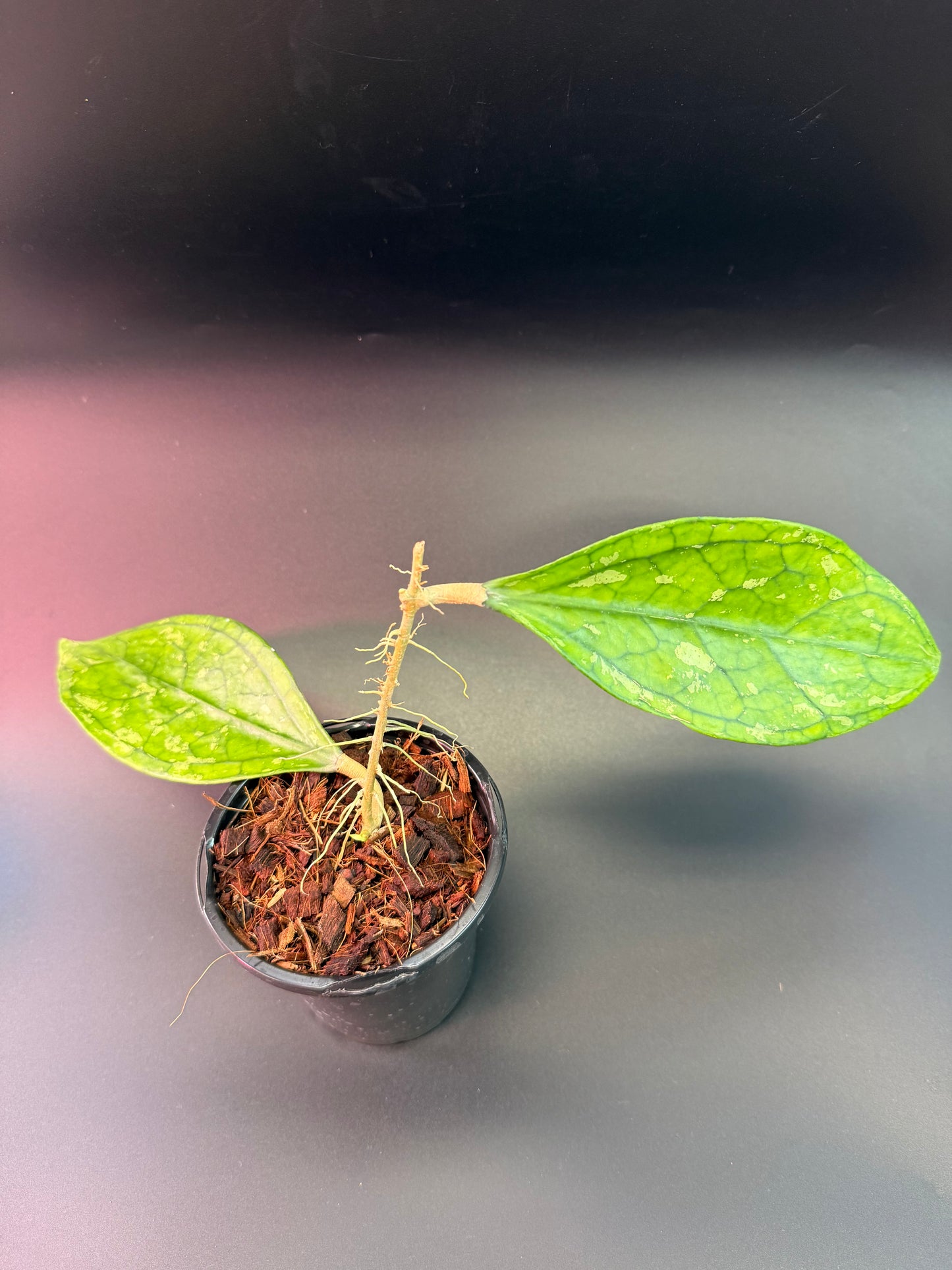 Hoya sp. (Germany)