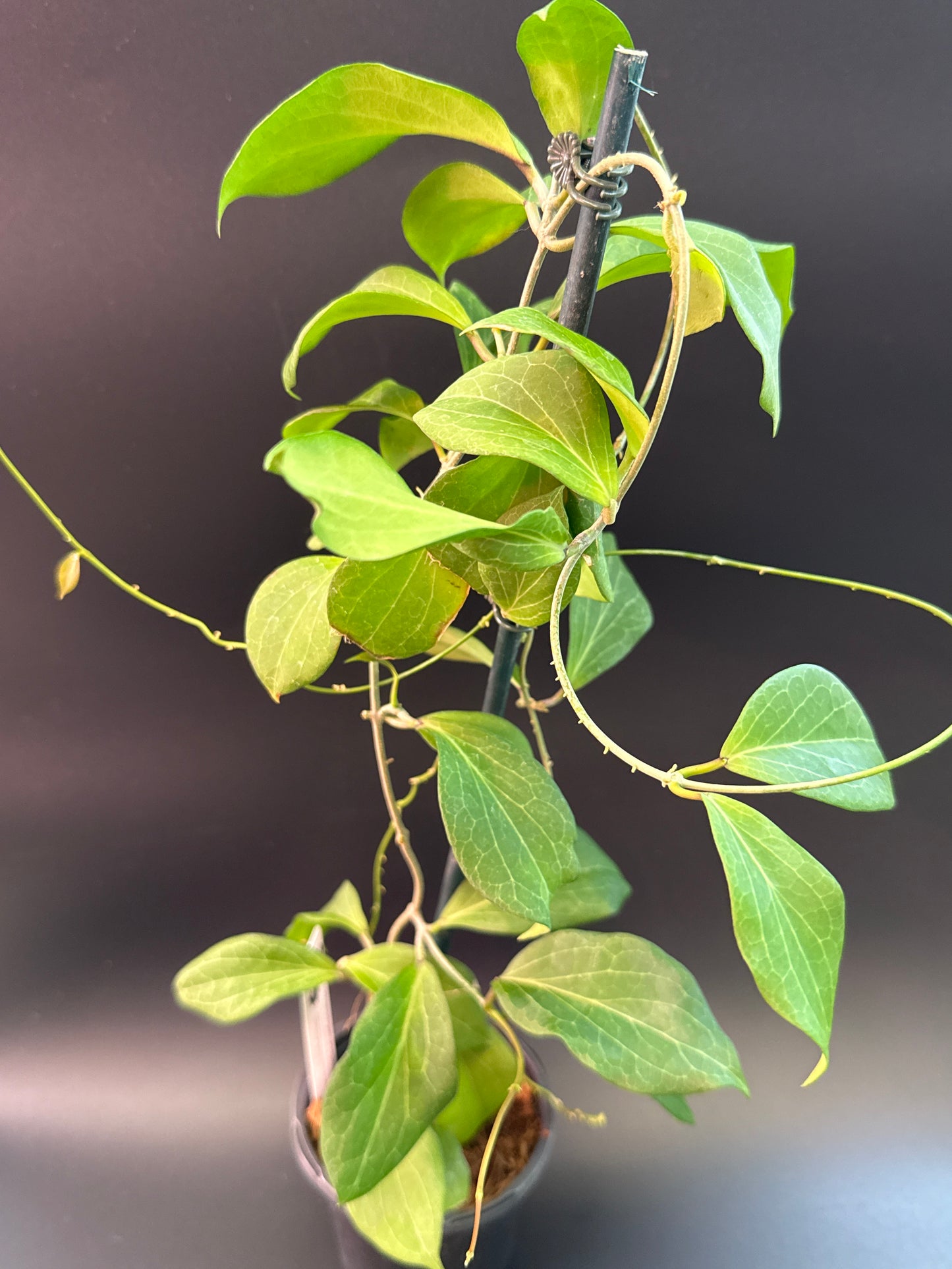 Hoya soligamiana Sinoloan