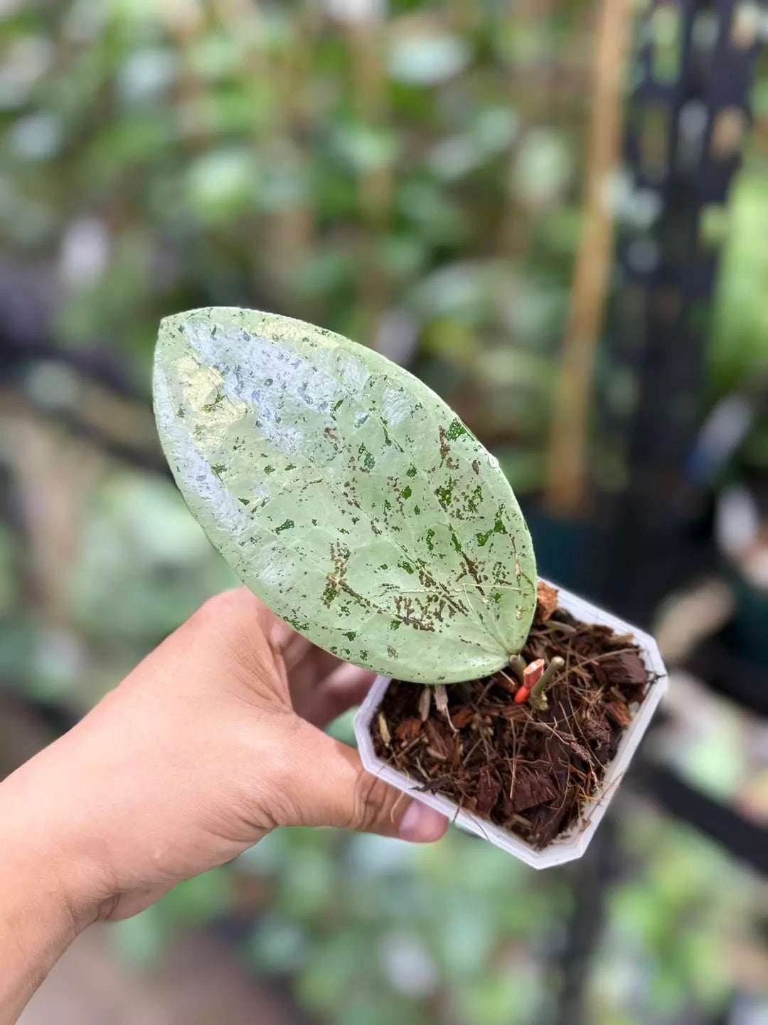 Hoya glabra ‘Gin’ (1191)