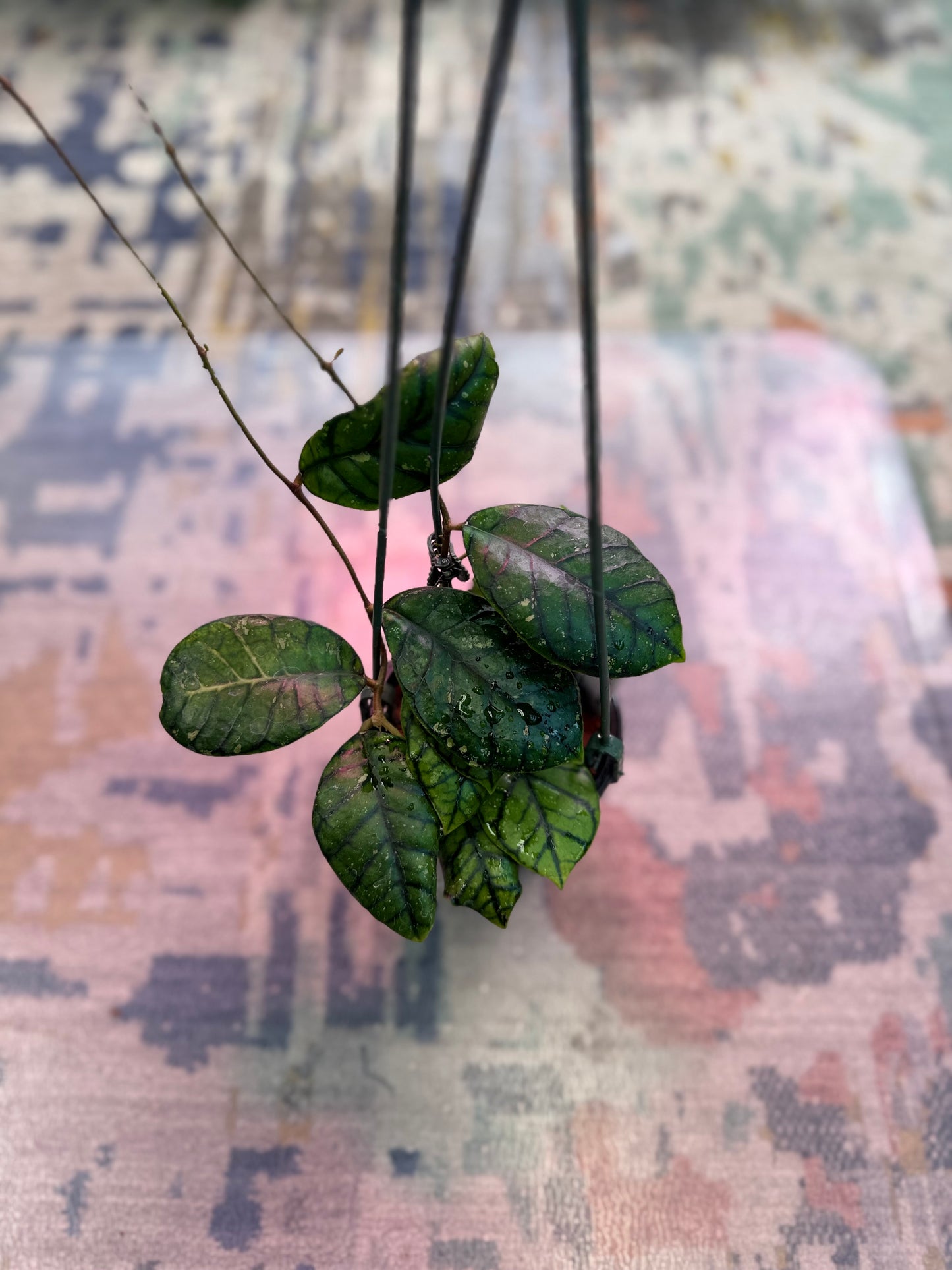 Hoya callistophylla ‘Chibi’