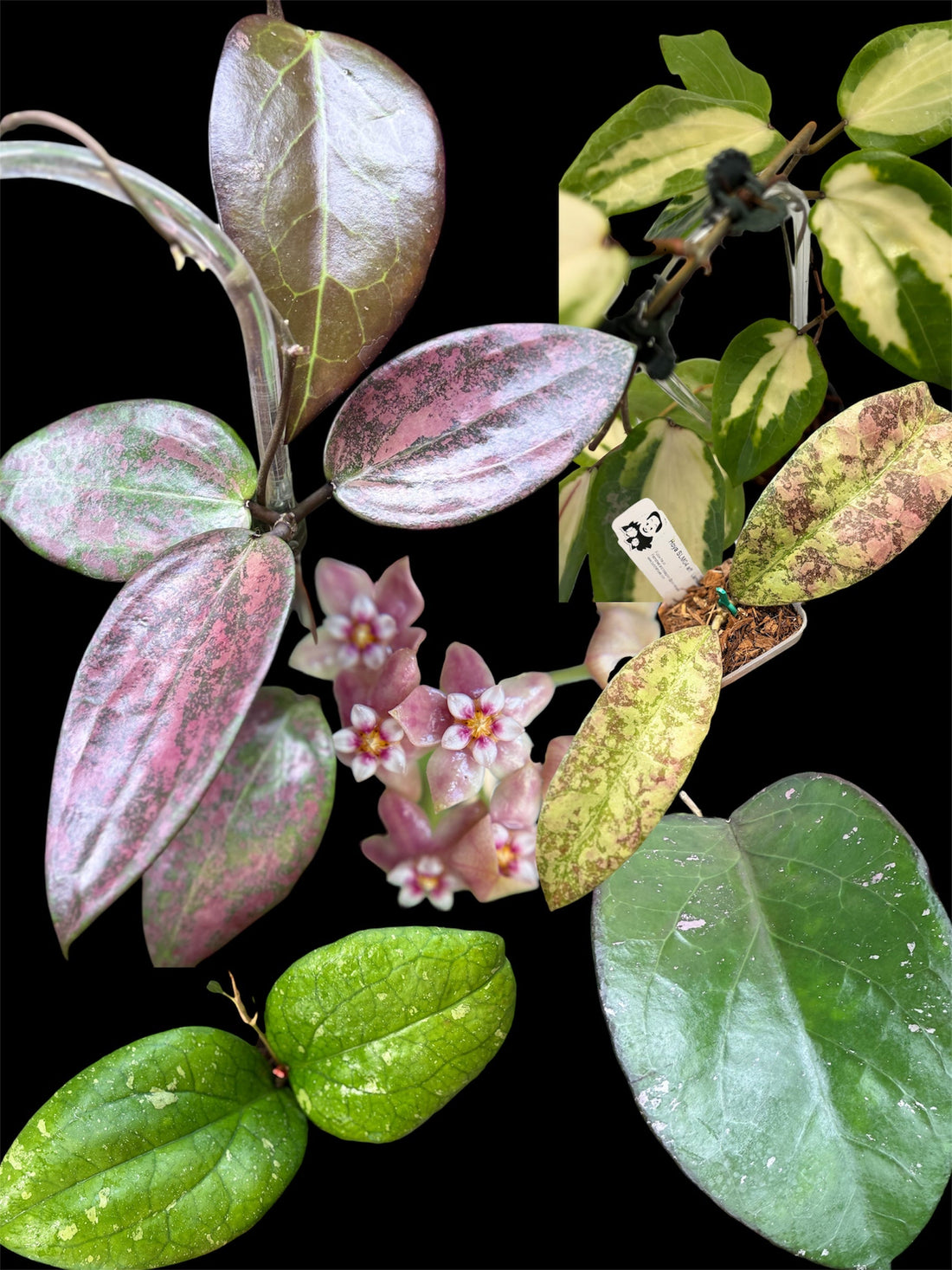 Best Selling Hoya Plants: February Favorites & The Hoya Raid Train Madness | Bunchahoyas