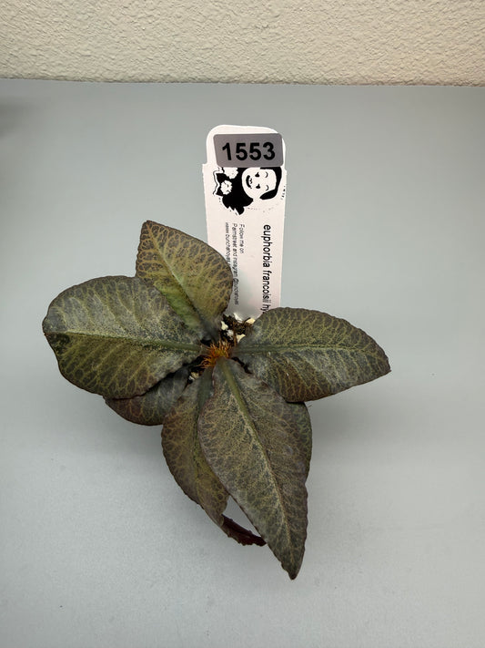 euphorbia francoisii hybrid #1553