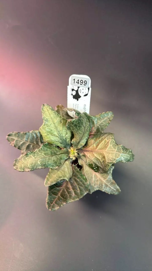 euphorbia francoisii hybrid #1499