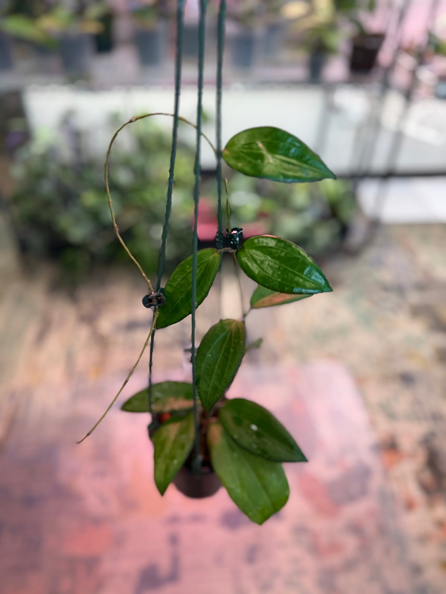 Hoya higanbana (1217)