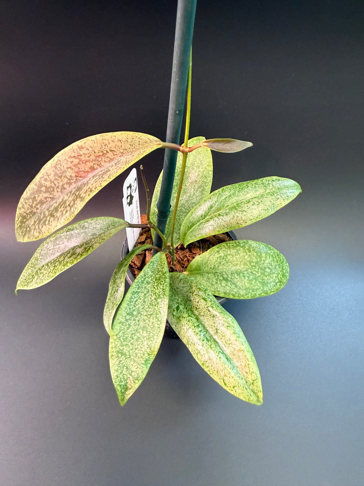 Hoya jita 02 (silver)