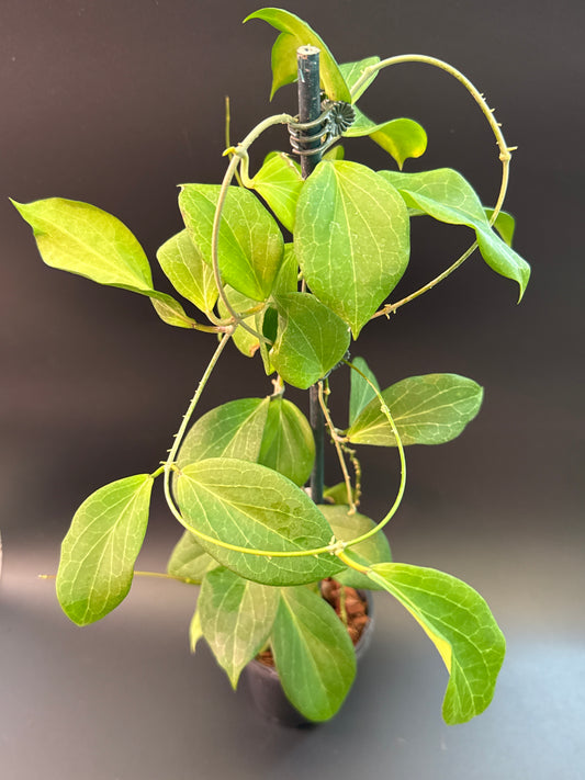 Hoya soligamiana Sinoloan