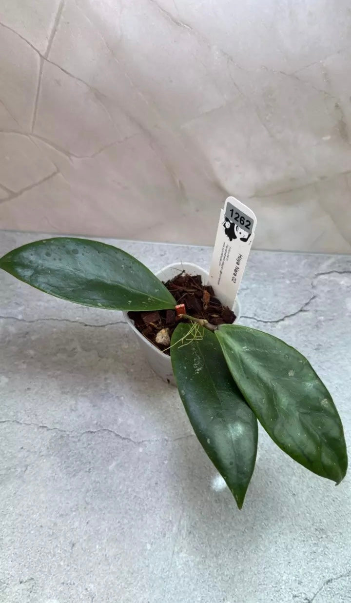 Hoya ‘Nara 02’ (1262)