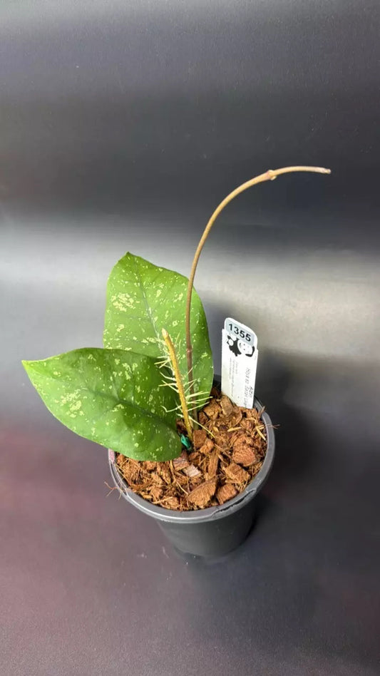 Hoya sp. Aceh 'Badak Uken'