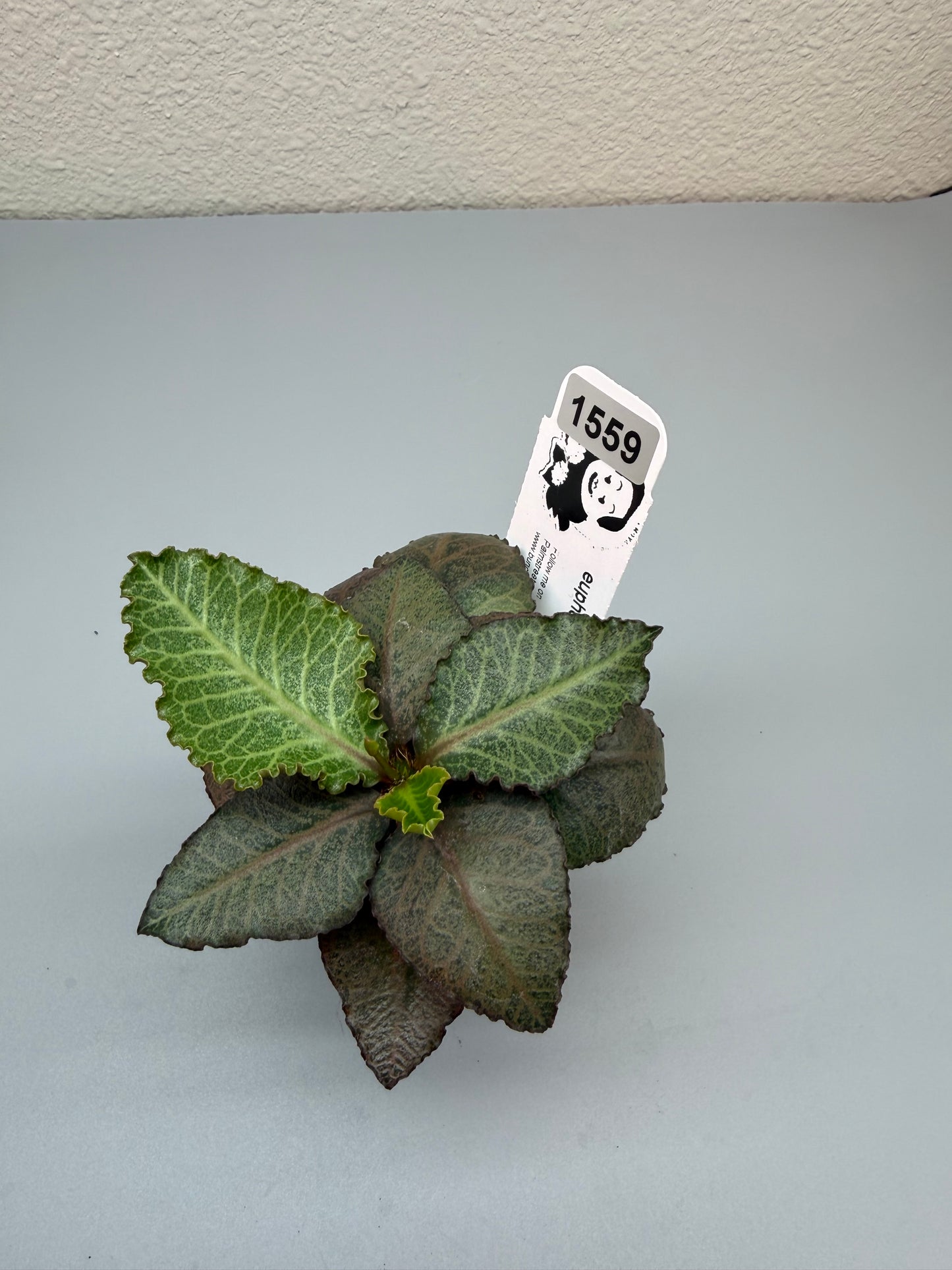 euphorbia francoisii hybrid #1559