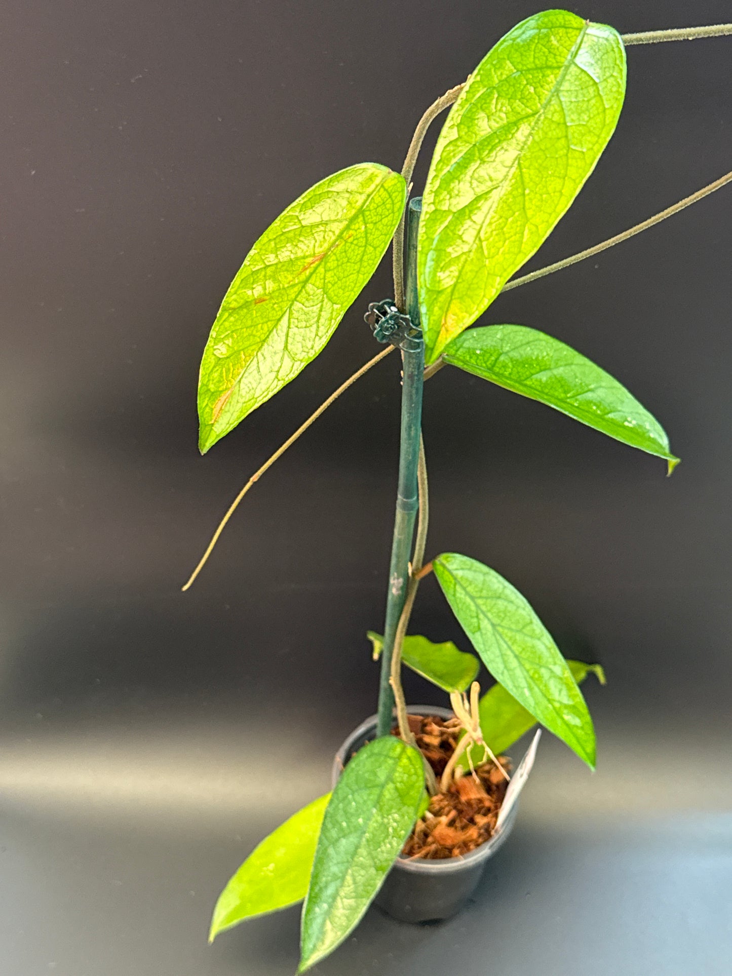 Hoya sp. Lai Chau (long leaves)