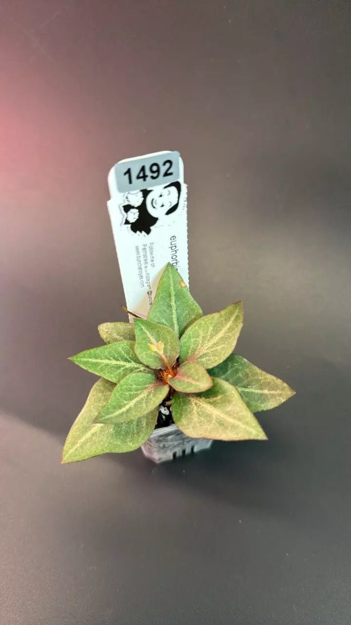 euphorbia francoisii hybrid #1492