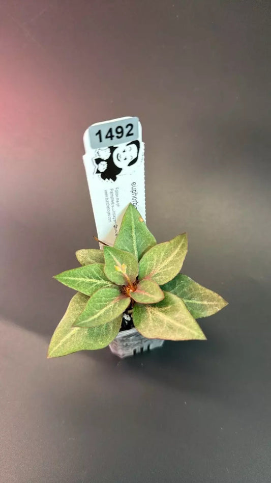euphorbia francoisii hybrid #1492