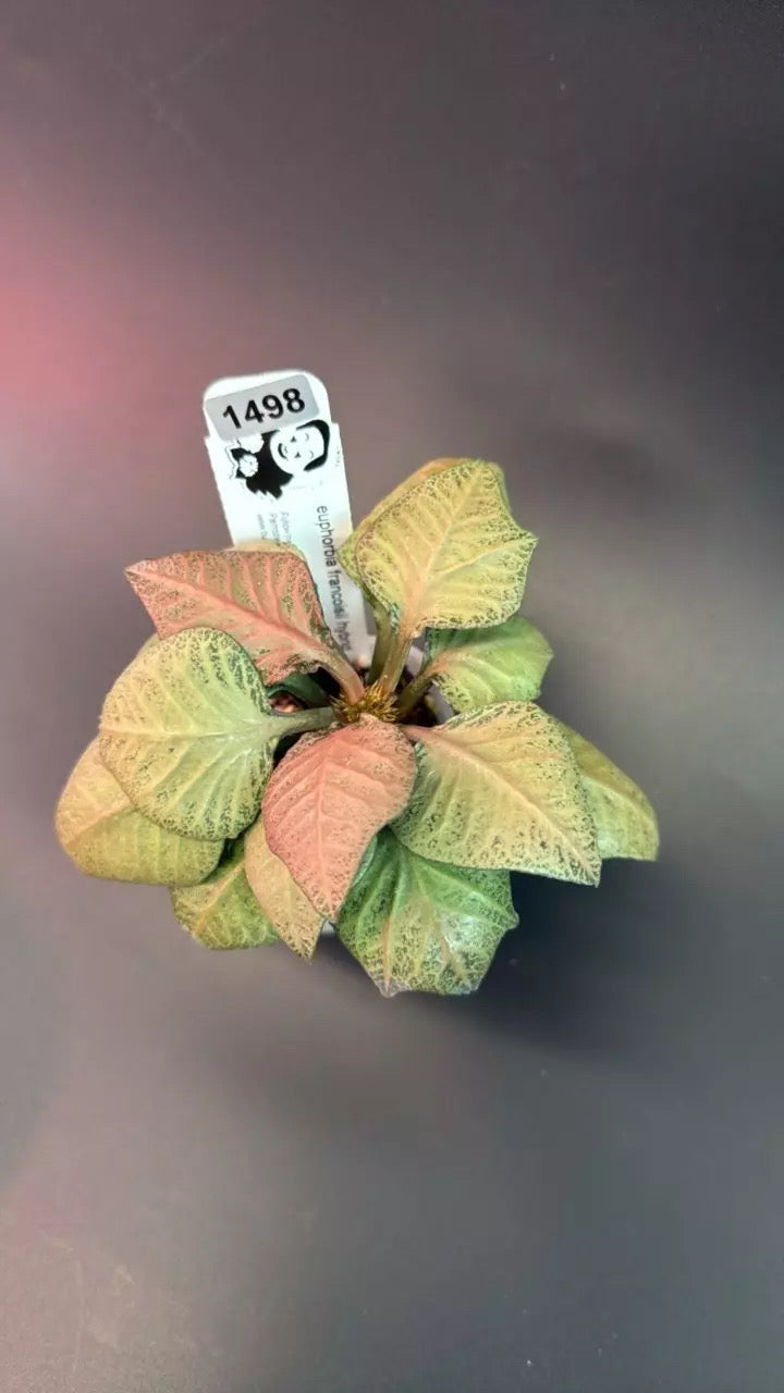euphorbia francoisii hybrid #1498