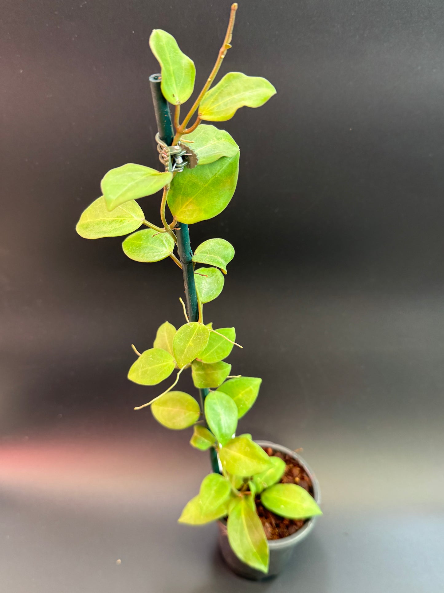 Hoya 'Aramelon' (UPT012)