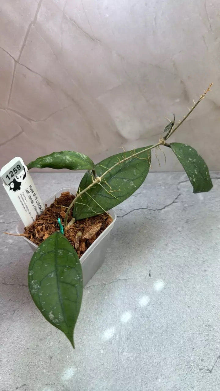 Hoya M13 LS009-06 (aff Lambii x clemensiorum) (1259)