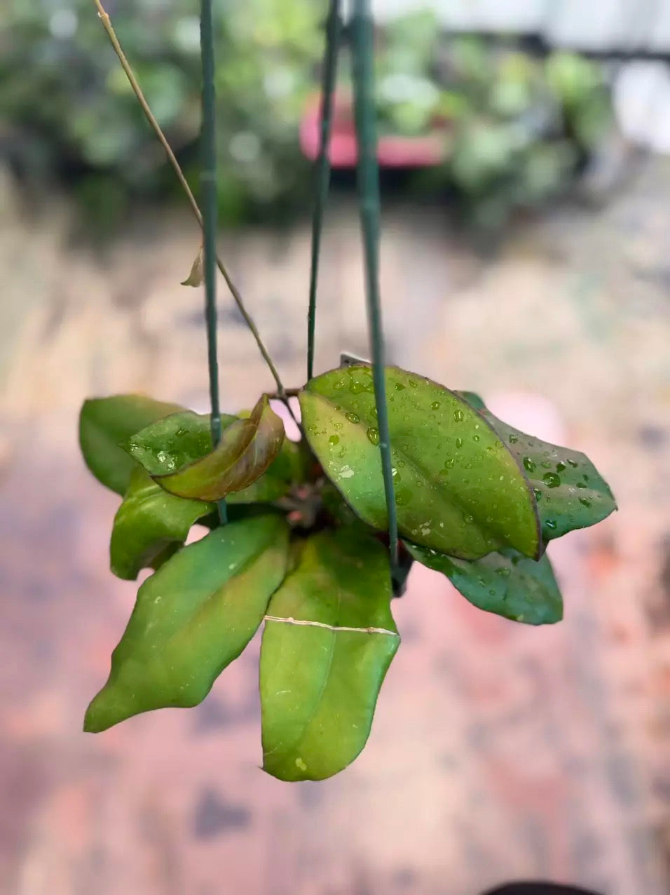 Hoya ‘Noelle’ OP (1215)
