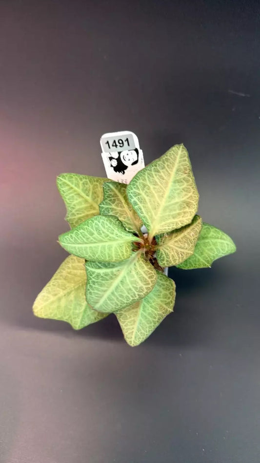 euphorbia francoisii hybrid # 1491