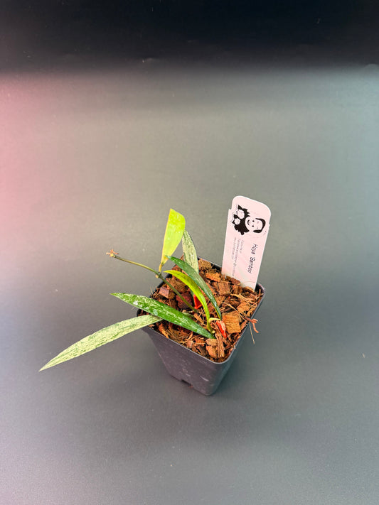Hoya Bamboo (splash)