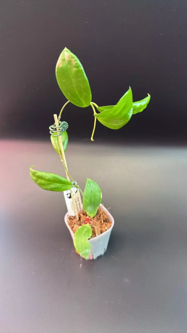 Hoya 'Barbara' SS24-023 (cutis porcelana x sp. Bukidnon)