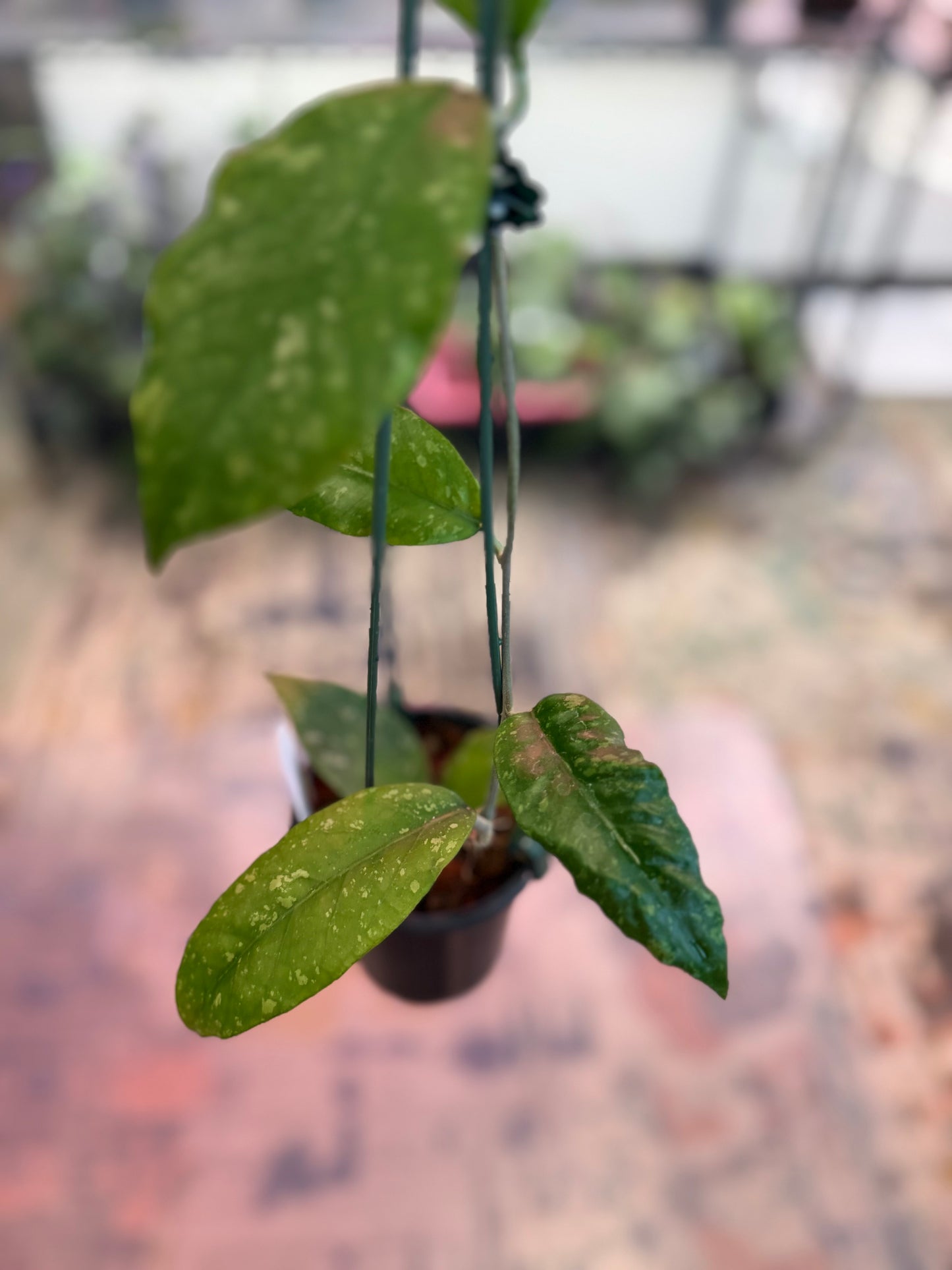 Hoya sp. Gunung Leuser ABS011 (1218)