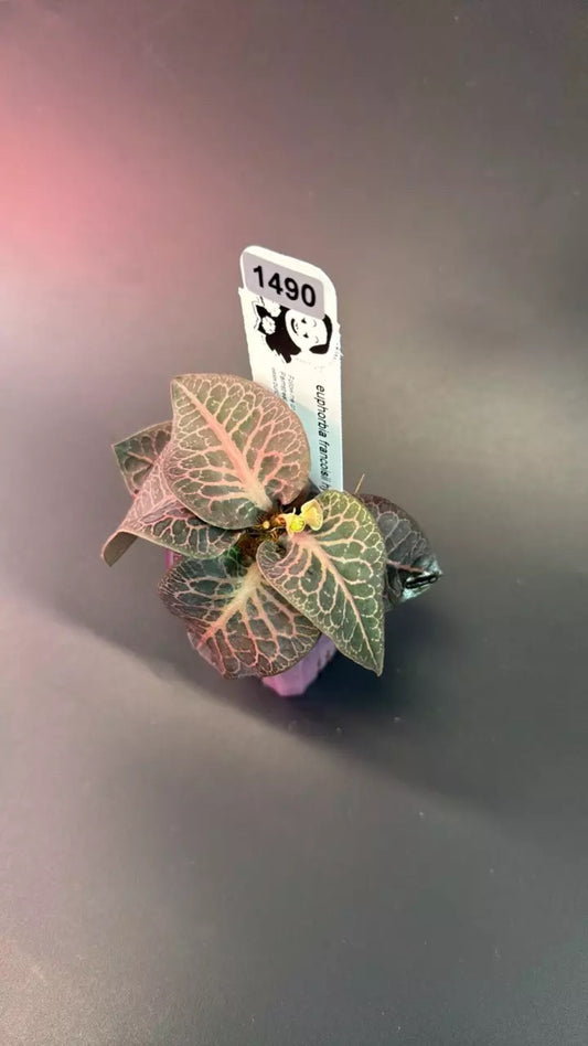 euphorbia francoisii hybrid #1490