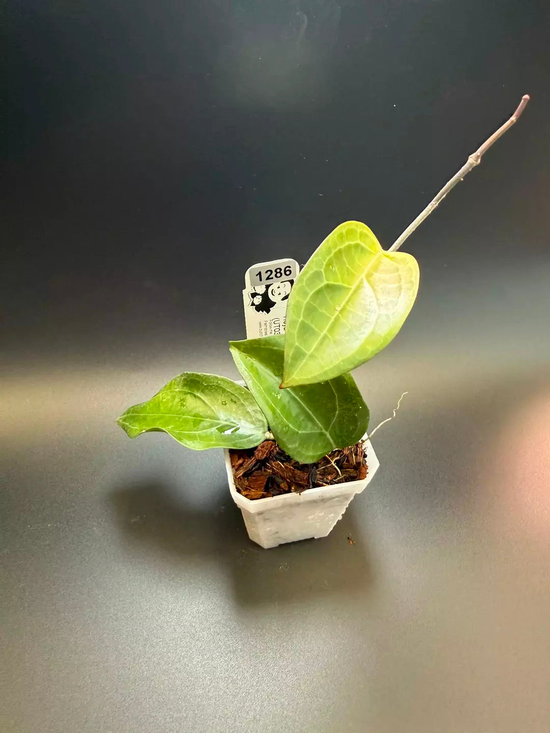 Hoya Karaked 02 (UT033 x elliptica)