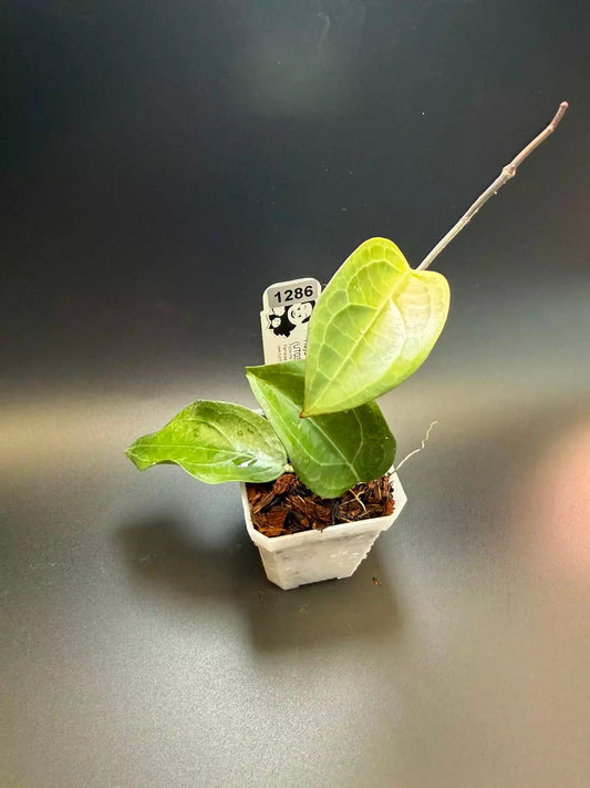 Hoya Karaked 02 (UT033 x elliptica)